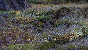 Wild Garden 20-9749-52